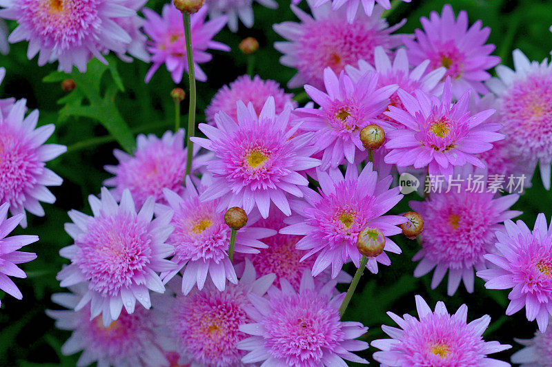 玛格丽特 / 玛格丽特雏菊 / 阿吉兰蒂姆 / 巴黎雏菊